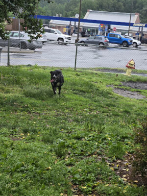 Maryland House Dog Park