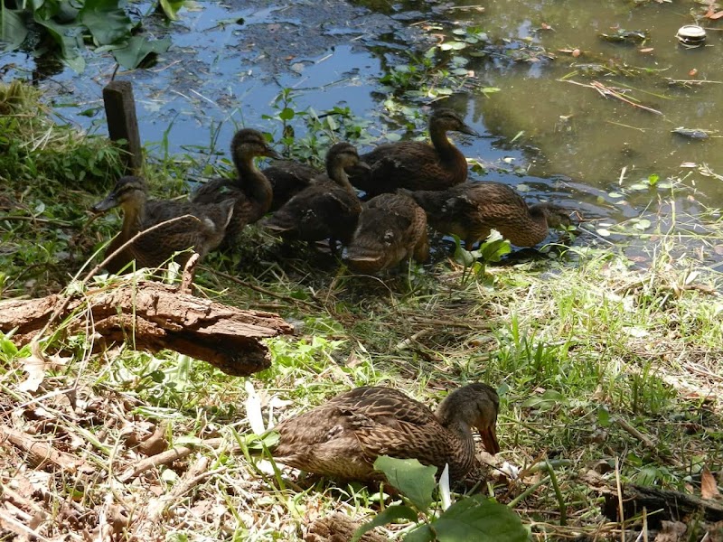 Audubon Lake - US, NJ