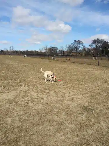 Pioneer Dog Park