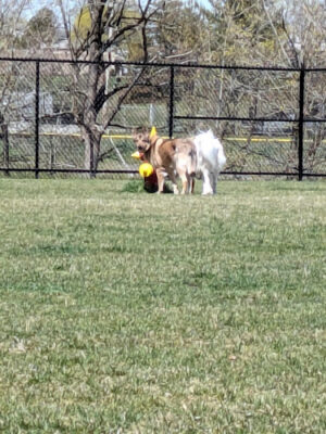 Dog Park