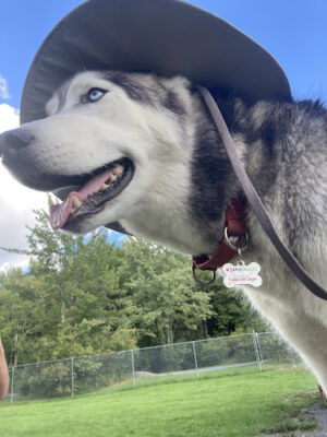 North Utica Dog Park