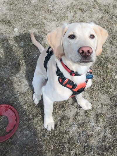 Pioneer Dog Park - Utica,