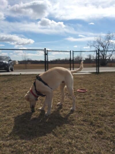 Pioneer Dog Park - Utica,