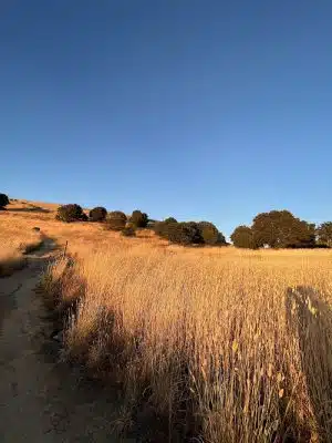 Bay Area Ridge Trail