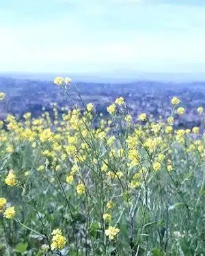 Bay Area Ridge Trail