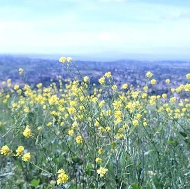 Bay Area Ridge Trail