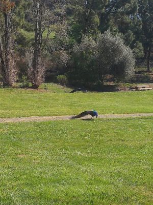 Blue Rock Springs Park