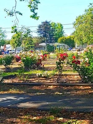Grant Mahony Park