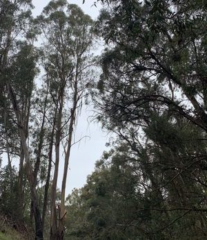 Hanns Park