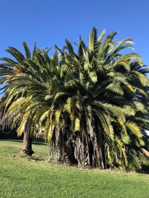 Lake Dalwigk Park