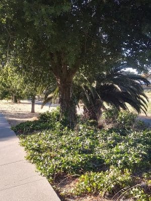 Lake Dalwigk Park