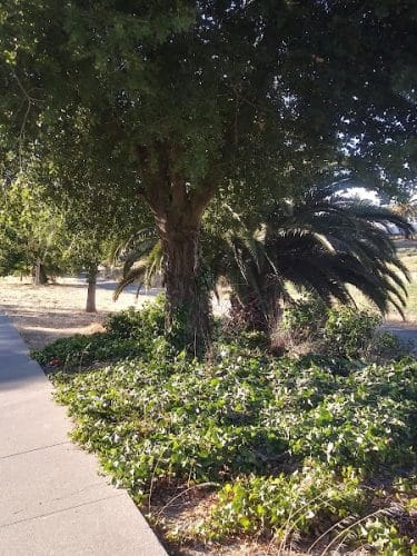 Lake Dalwigk Park