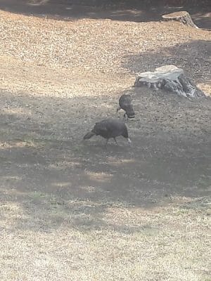 Sheveland Park
