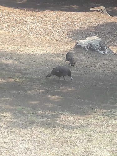 Sheveland Park