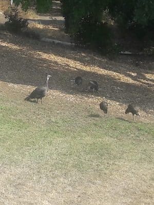 Sheveland Park
