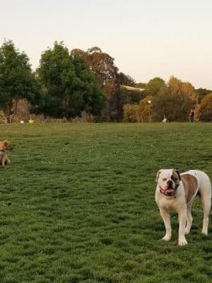 Wardlaw Park