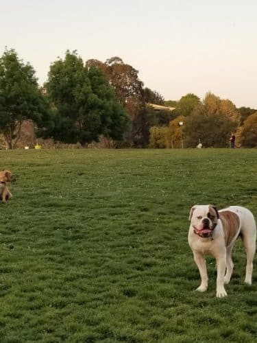 Wardlaw Park