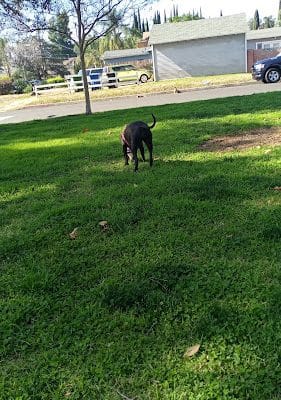 Laurel Grove Park
