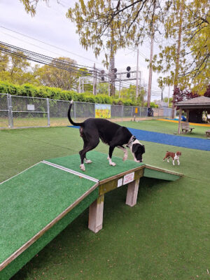 Valley Stream Dog Park (Member Only)