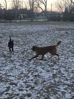 ValPAWraiso Dog Park