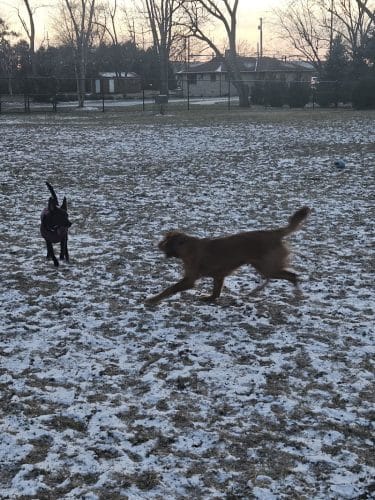 ValPAWraiso Dog Park