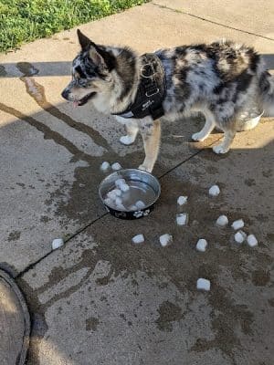 ValPAWraiso Dog Park