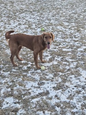 ValPAWraiso Dog Park