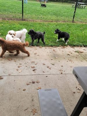 ValPAWraiso Dog Park