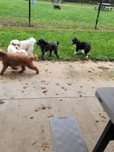 ValPAWraiso Dog Park