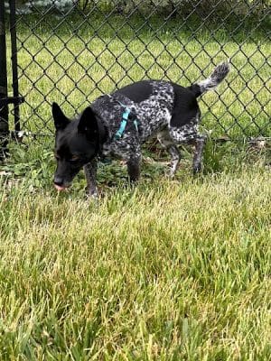 ValPAWraiso Dog Park