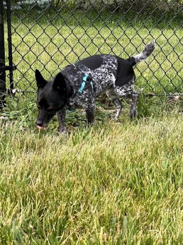 ValPAWraiso Dog Park