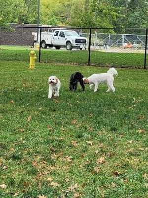 ValPAWraiso Dog Park