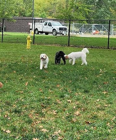 ValPAWraiso Dog Park
