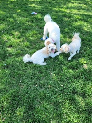 ValPAWraiso Dog Park