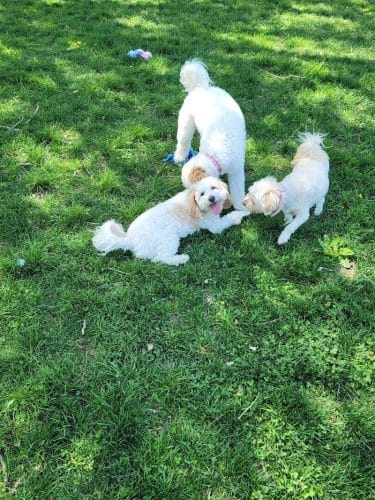 ValPAWraiso Dog Park