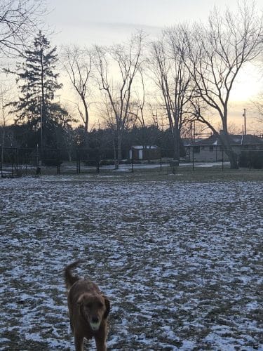 ValPAWraiso Dog Park