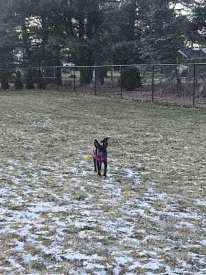 ValPAWraiso Dog Park