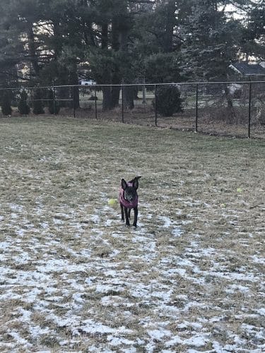 ValPAWraiso Dog Park