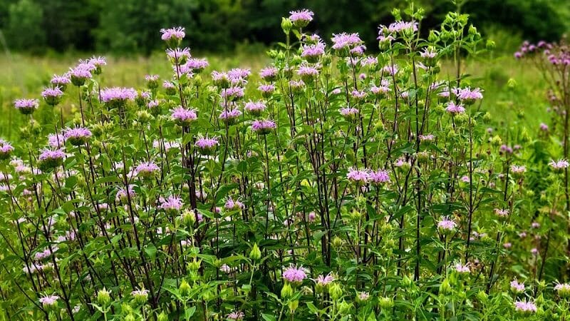 Riggs Heritage Park - Van Buren Township,