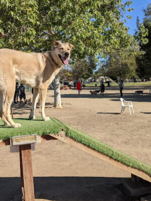 Sepulveda Basin Off-Leash Dog Park