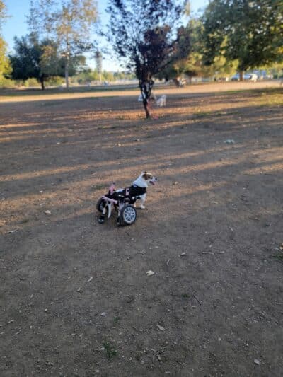 Sepulveda Basin Off-Leash Dog Park - Van Nuys, CA