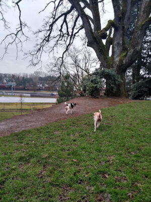 Clark County Dog Park
