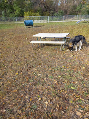 Cotton Park Dog Park