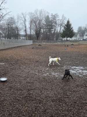 Saxony Dog Park