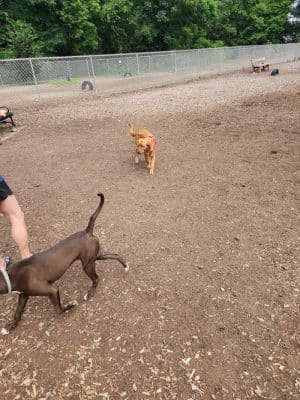 Saxony Dog Park