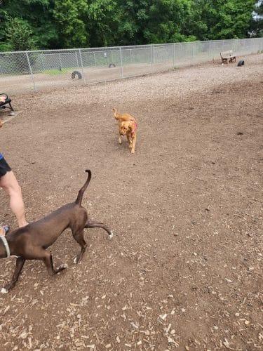 Saxony Dog Park
