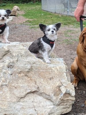 Saxony Dog Park
