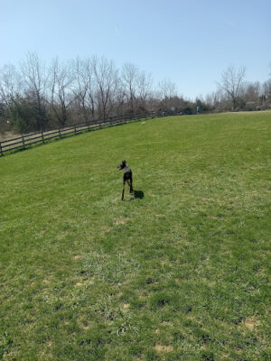 Vernon Dog Park