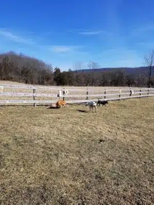 Vernon Dog Park