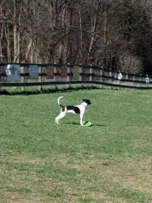 Vernon Dog Park